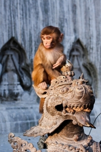 Kathmandu - Opičí chrám